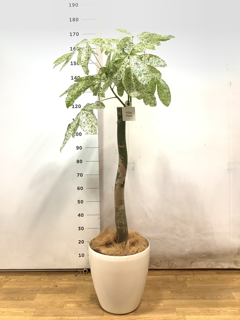 k*o様 パキラ　斑入りパキラ　　観葉植物　7号　約115センチ 観葉植物 パキラ 10号 朴 斑入り ラスターポット 付き | 観葉植物なら