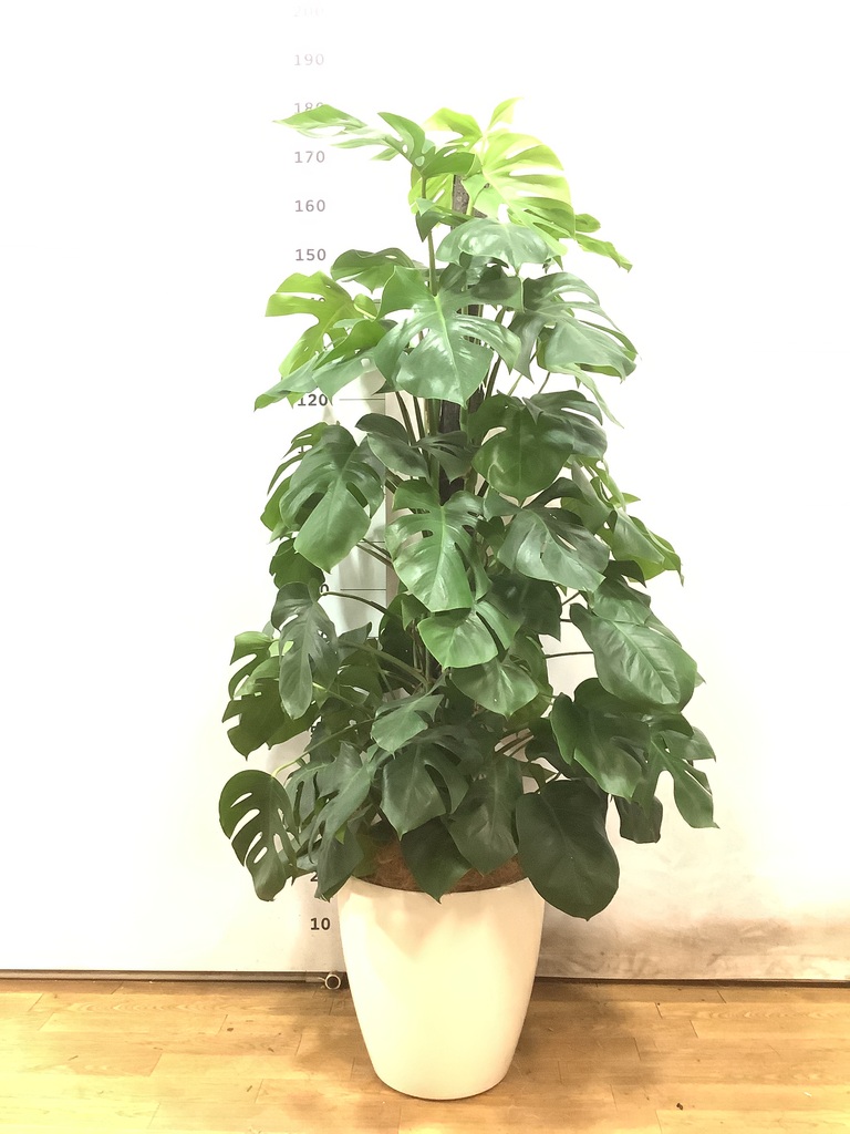 モンステラ 10号 | 観葉植物 | インテリアやギフトに - Hitohana