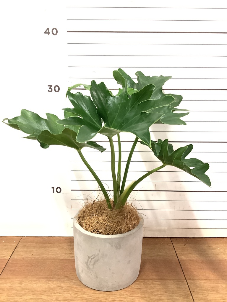 観葉植物 フィロデンドロン 3号 セローム ヒトデカズラ アガタ