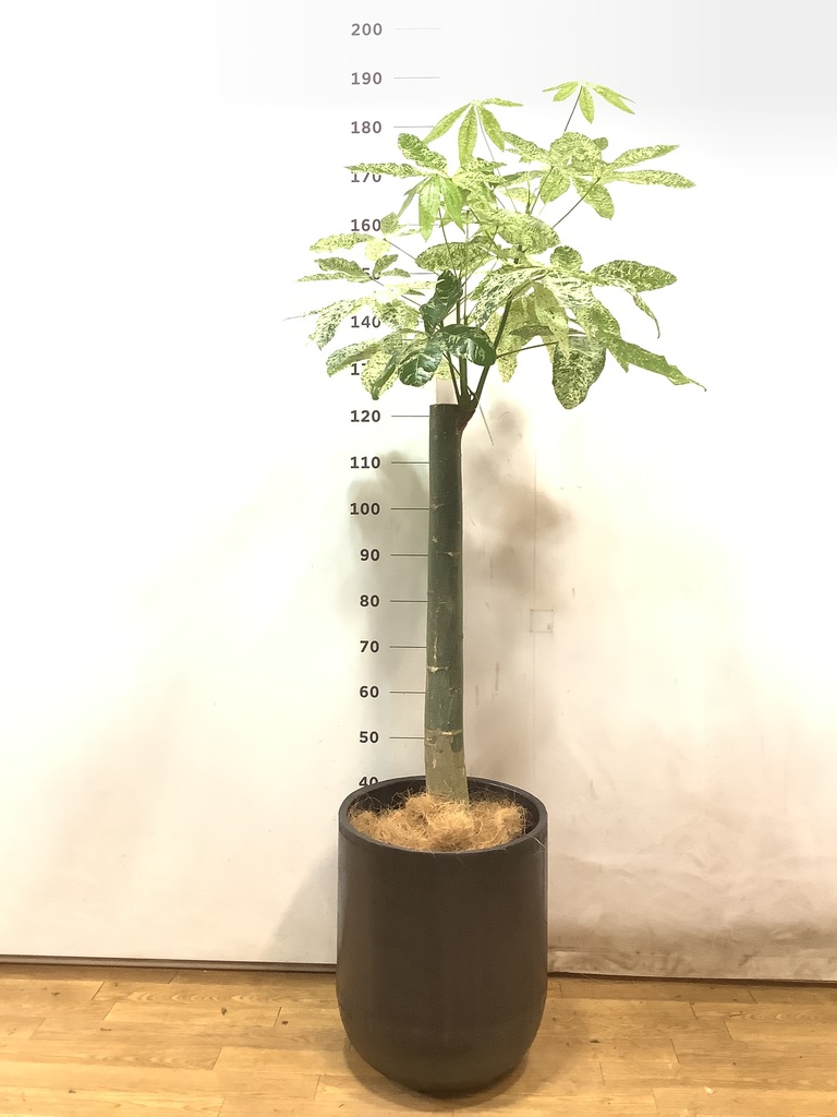 観葉植物 パキラ 10号 朴 斑入り モンデリック ラタン 付き | 観葉植物