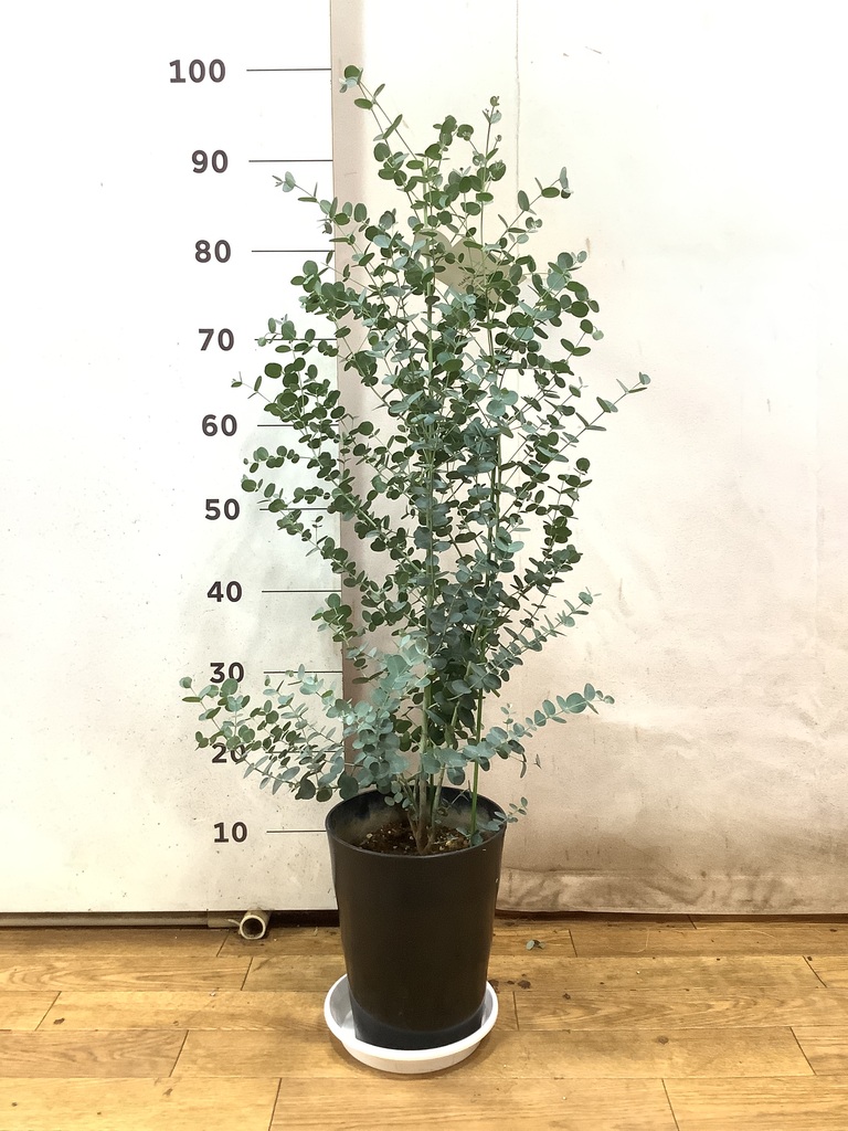 観葉植物 ユーカリ 7号 グニー プラスチック鉢 | 観葉植物ならHitoHana