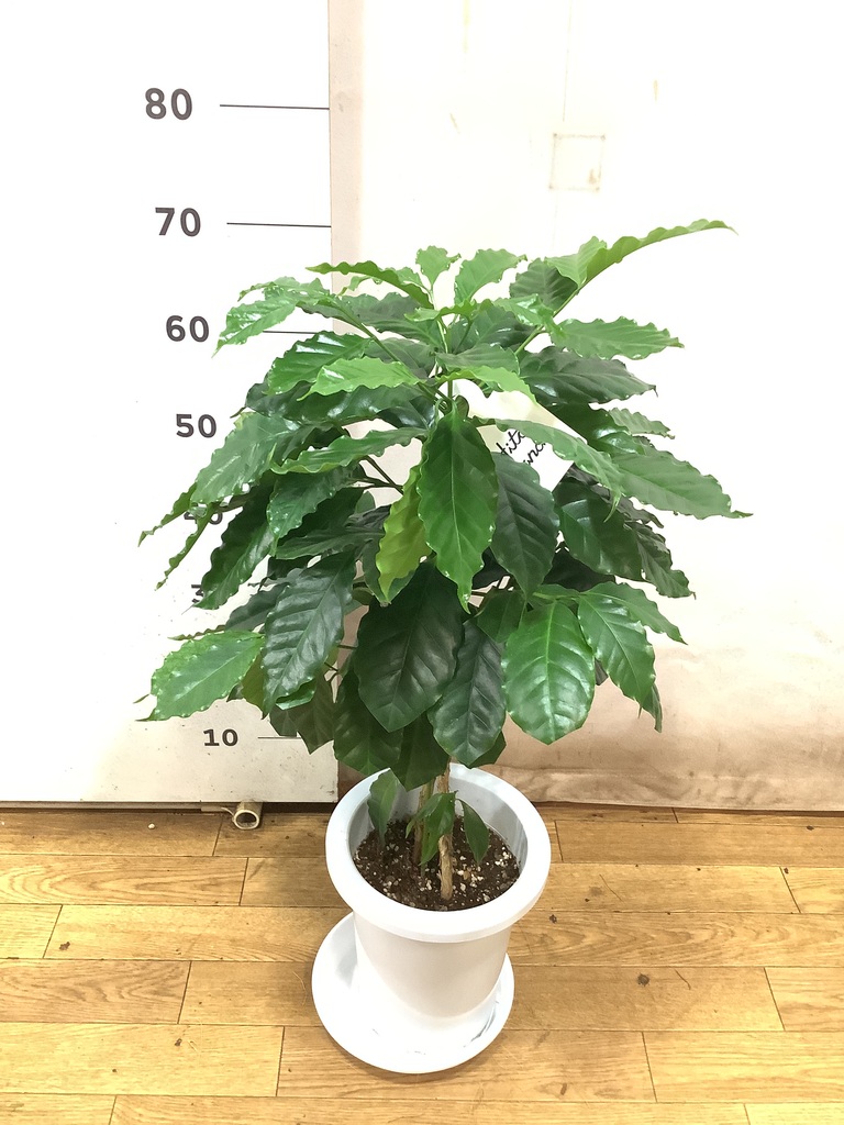 観葉植物 コーヒーの木 7号 プラスチック鉢 | 観葉植物ならHitoHana