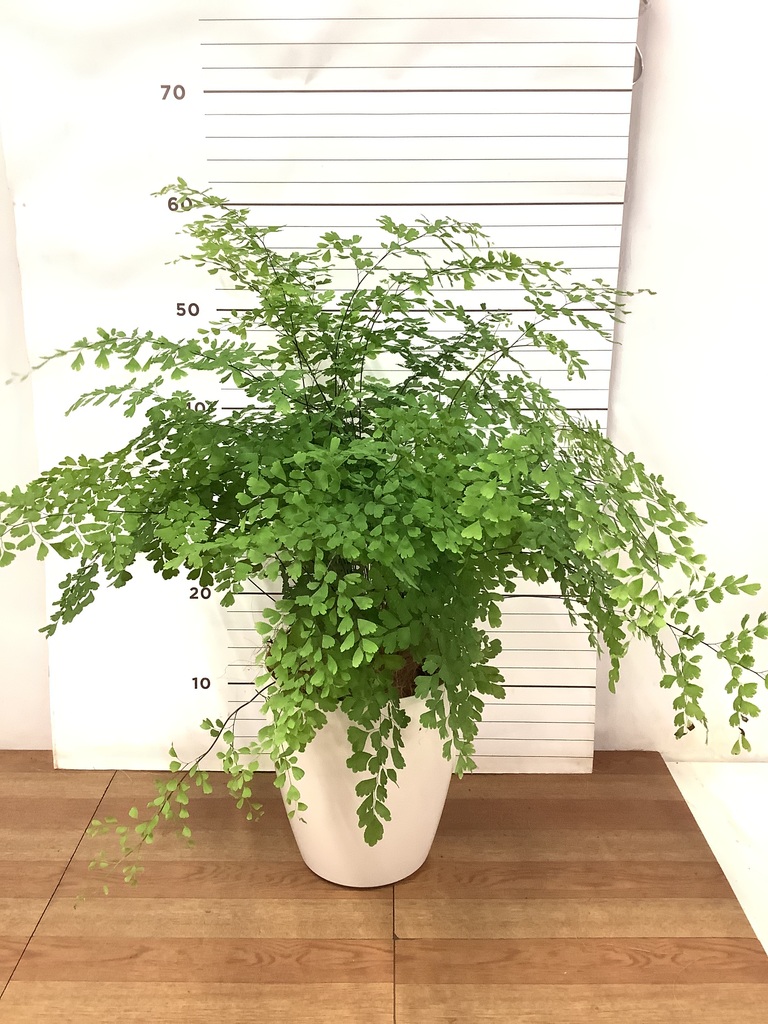 観葉植物 アジアンタム 5号 フォレスト トール ブラック 付き