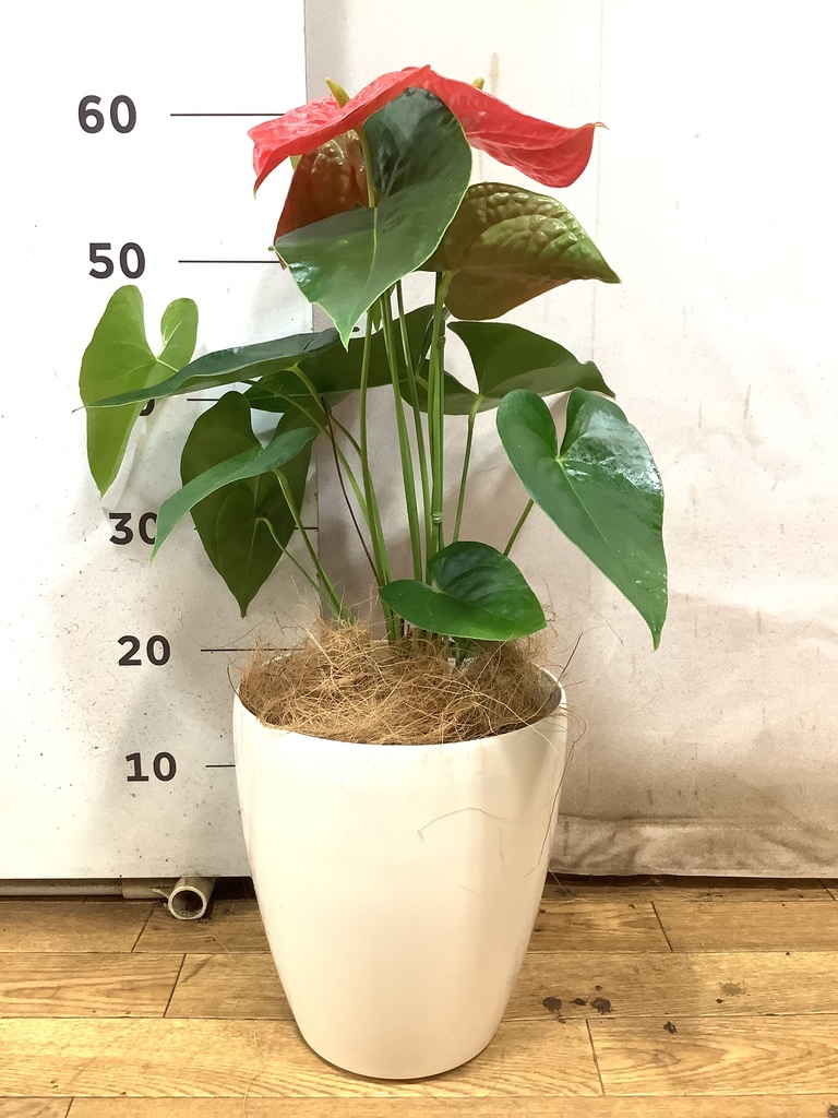 観葉植物 アンスリウム 6号 レッド ラスターポット 付き | 観葉植物
