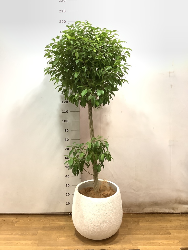 高さ190cm 観葉植物　大型　室内　10号鉢　フィカス ベンジャミン　玉造り 観葉植物 フィカス ベンジャミン 10号 玉造り コーテス ヘックス
