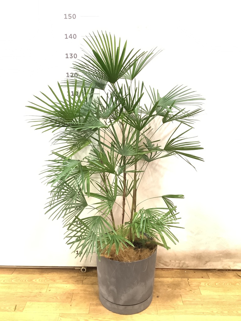 観葉植物 ウンナンシュロチク（雲南棕櫚竹） 8号 シグマ 角柱