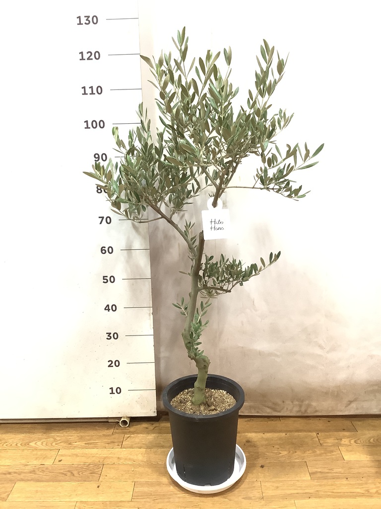 観葉植物 オリーブ 8号 創樹 プラスチック鉢 | 観葉植物ならHitoHana