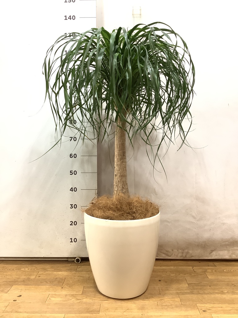 観葉植物 トックリラン ポニーテール 10号 ラスターポット 付き | 観葉