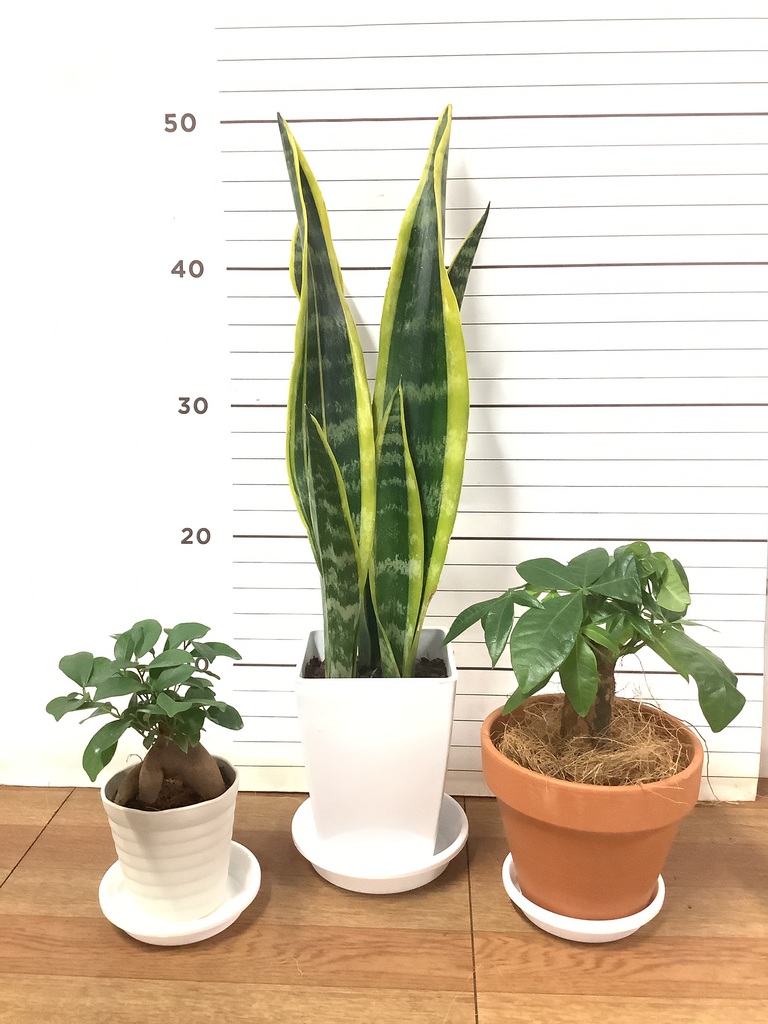 観葉植物 初心者にもおすすめお試し3点セット（サンスベリア 4号
