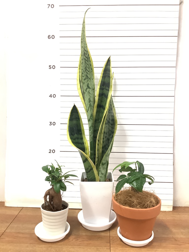 観葉植物 初心者にもおすすめお試し3点セット（サンスベリア 4号