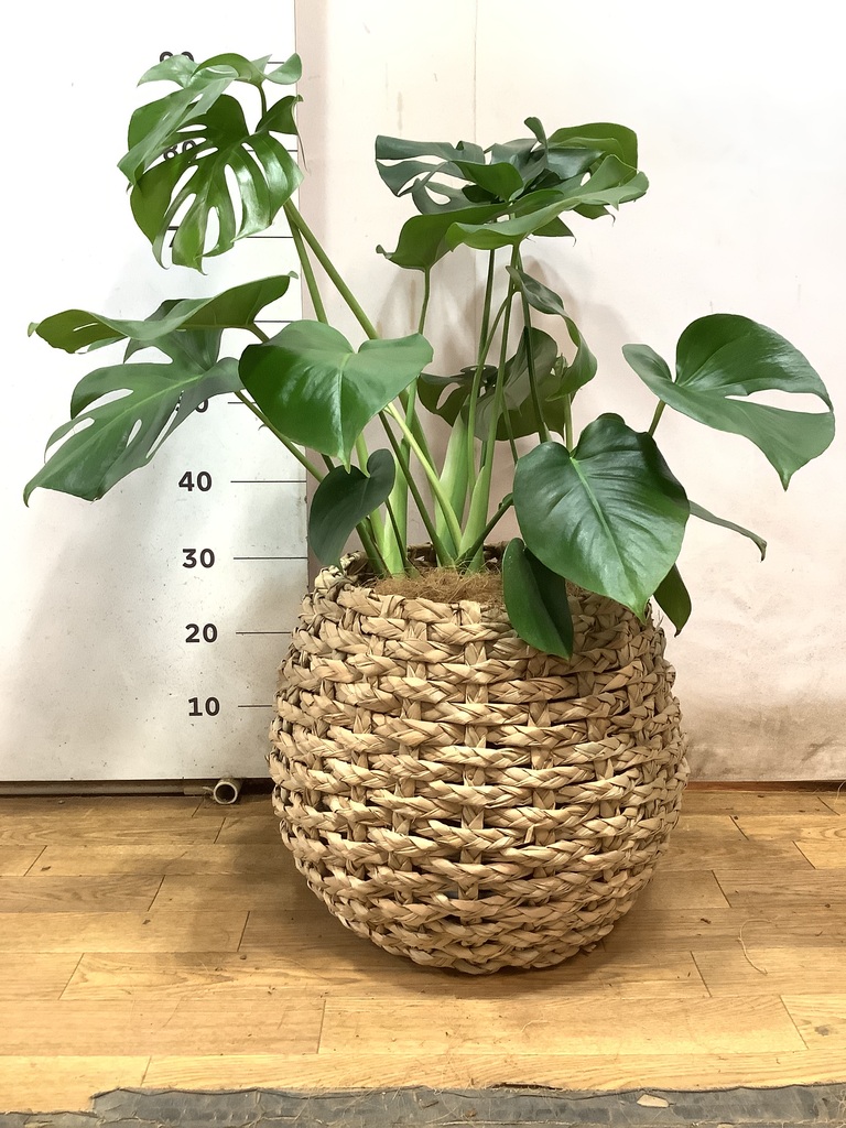 モンステラ 1点もの | 観葉植物 | 送料無料でお届け - Hitohana