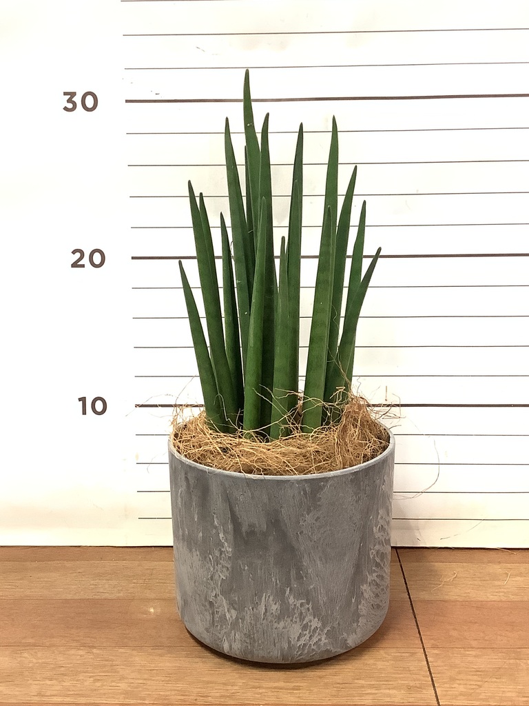 観葉植物 サンスベリア 3号 バキュラリス アートストーン シリンダー