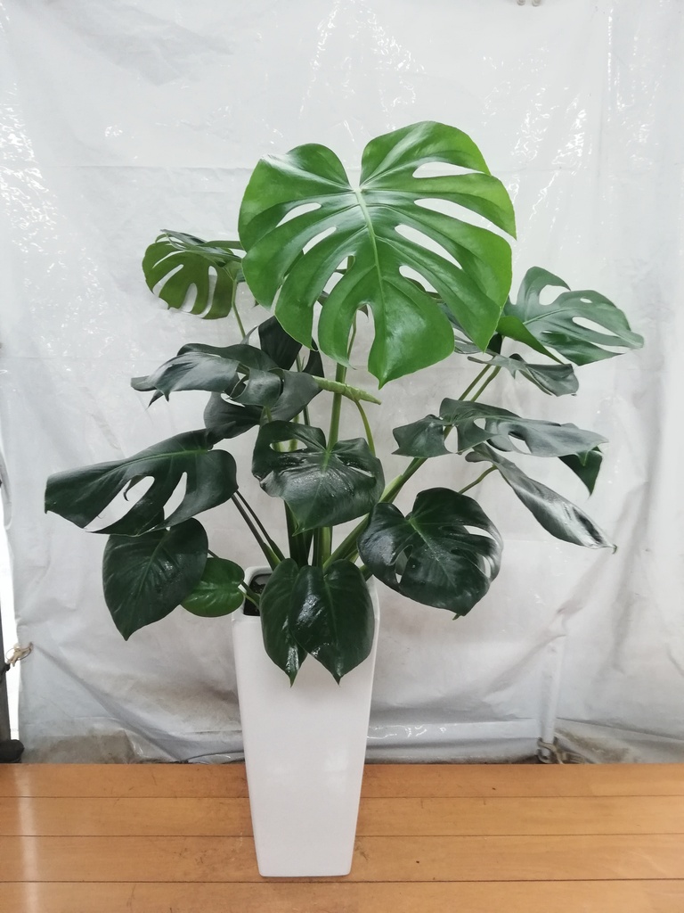 観葉植物 モンステラ 8号 ボサ造り 角高陶器 | 観葉植物ならHitoHana