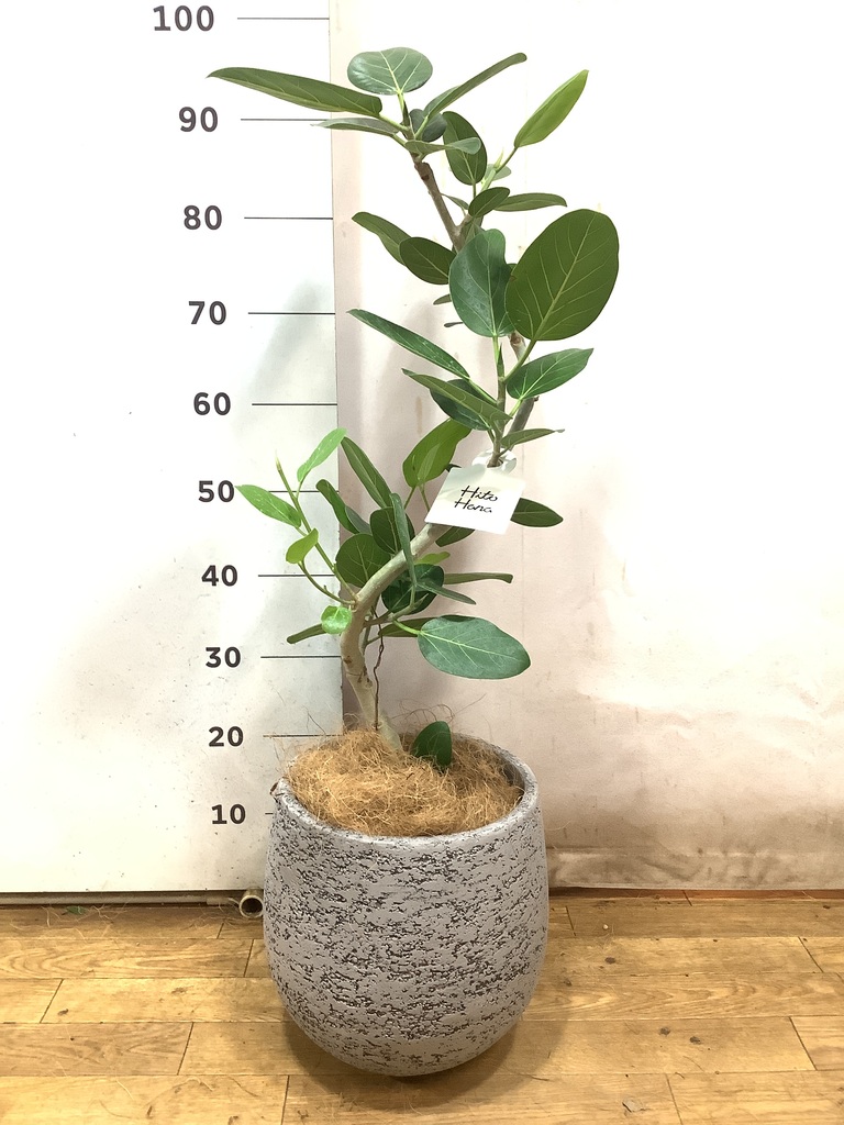 観葉植物 フィカス ベンガレンシス 6号 曲り プラスチック鉢 | 観葉