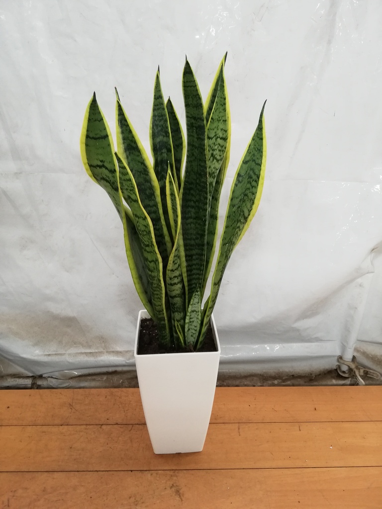 観葉植物 サンスベリア 6号 トラノオ プラスチック鉢 | 観葉植物なら