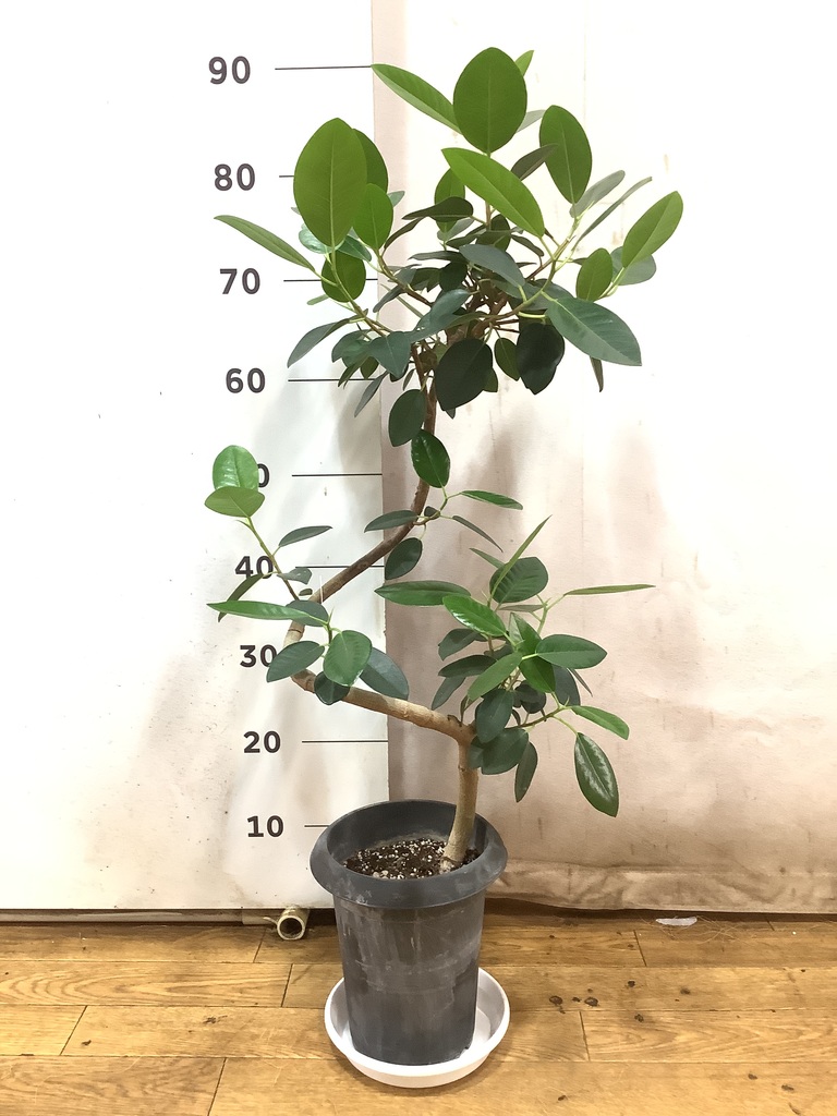 観葉植物 フランスゴムの木 6号 曲り プラスチック鉢を送料無料で翌日