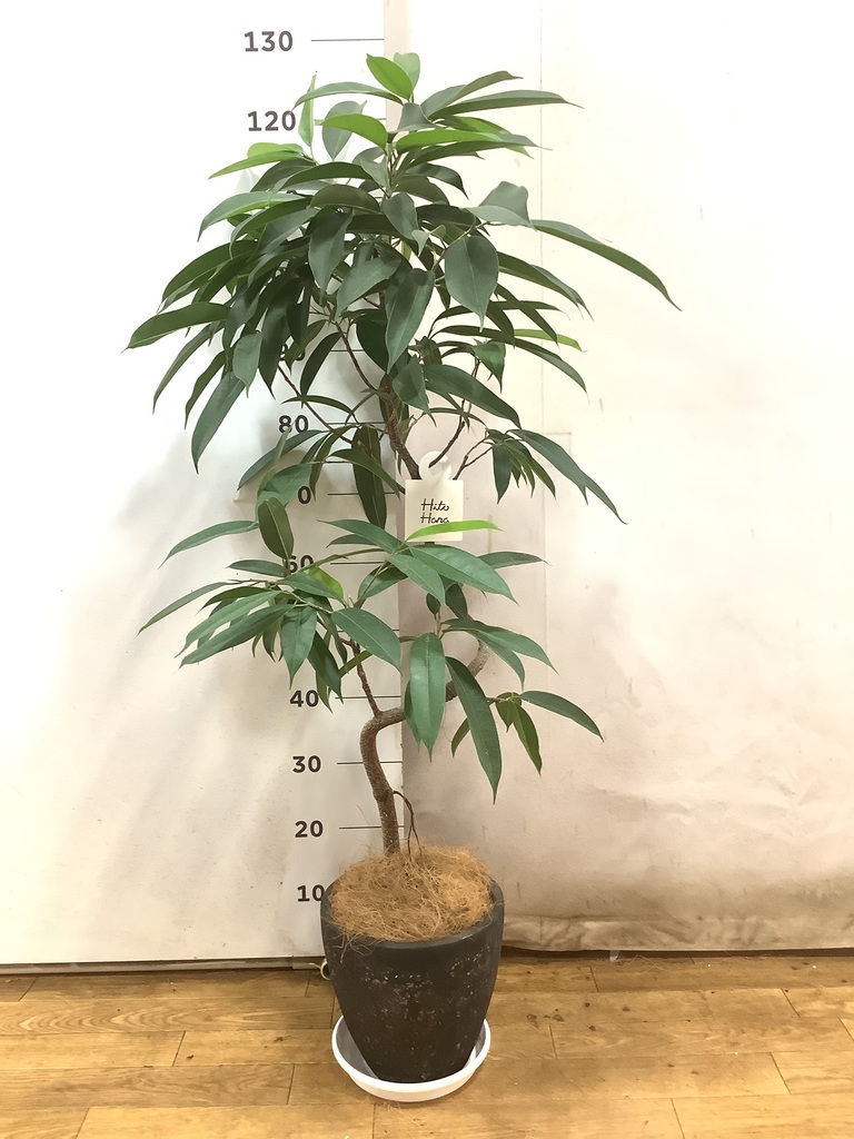 観葉植物 フィカス アムステルダムキング 6号 曲り プラスチック鉢
