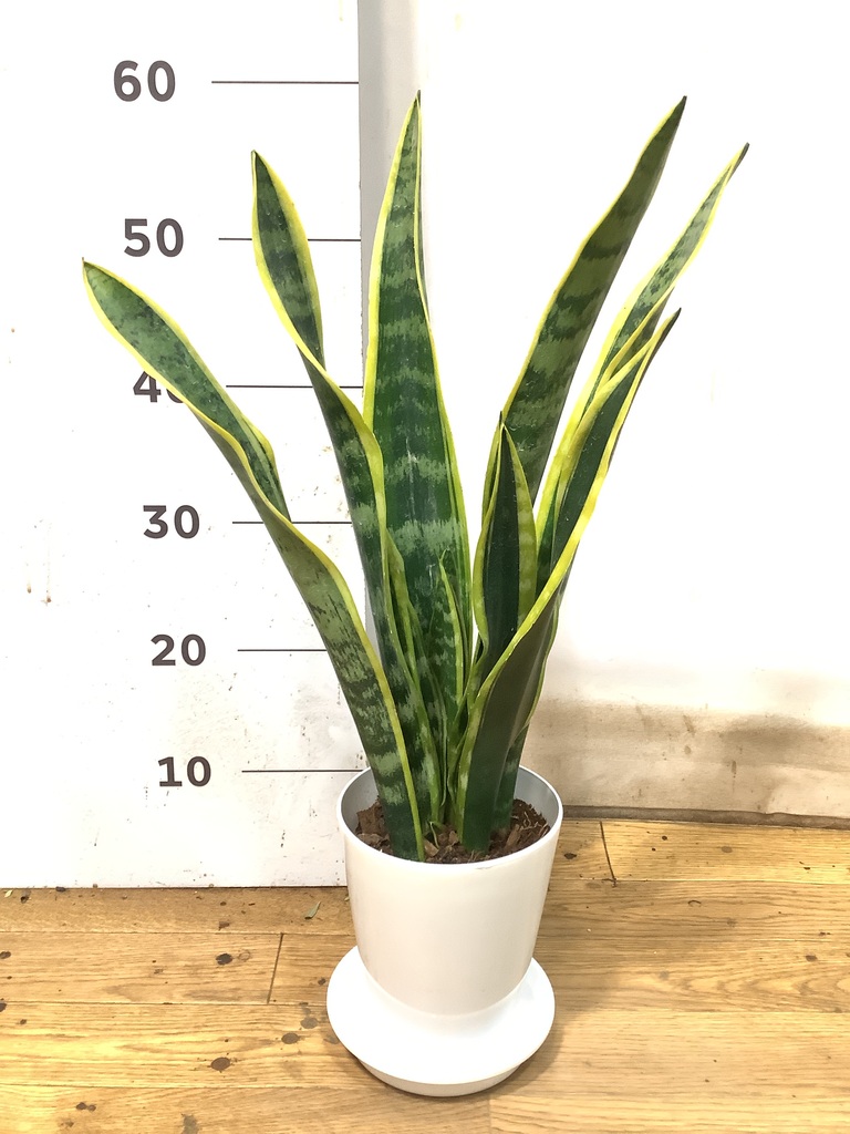 常備浴 10種の植物エキス c310-1.jpg