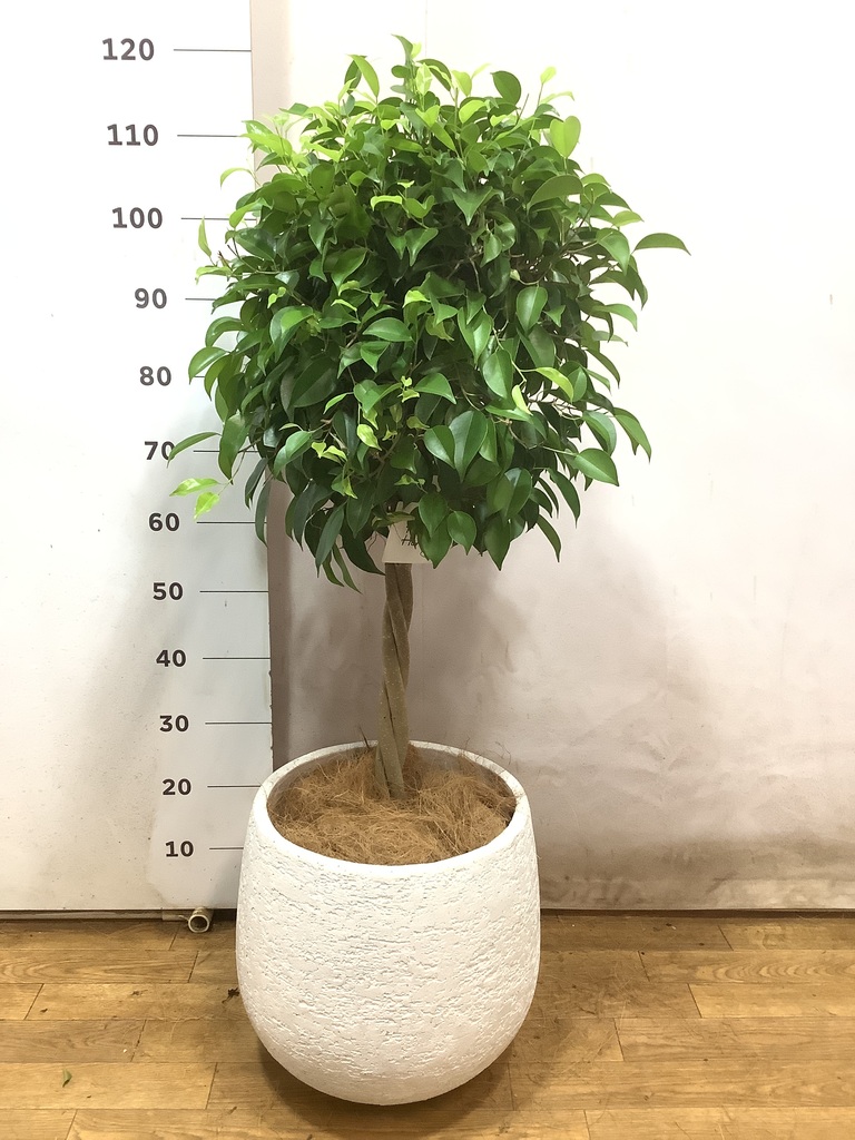 フィカス ベンジャミン 8号 | 観葉植物 | インテリアやギフトに