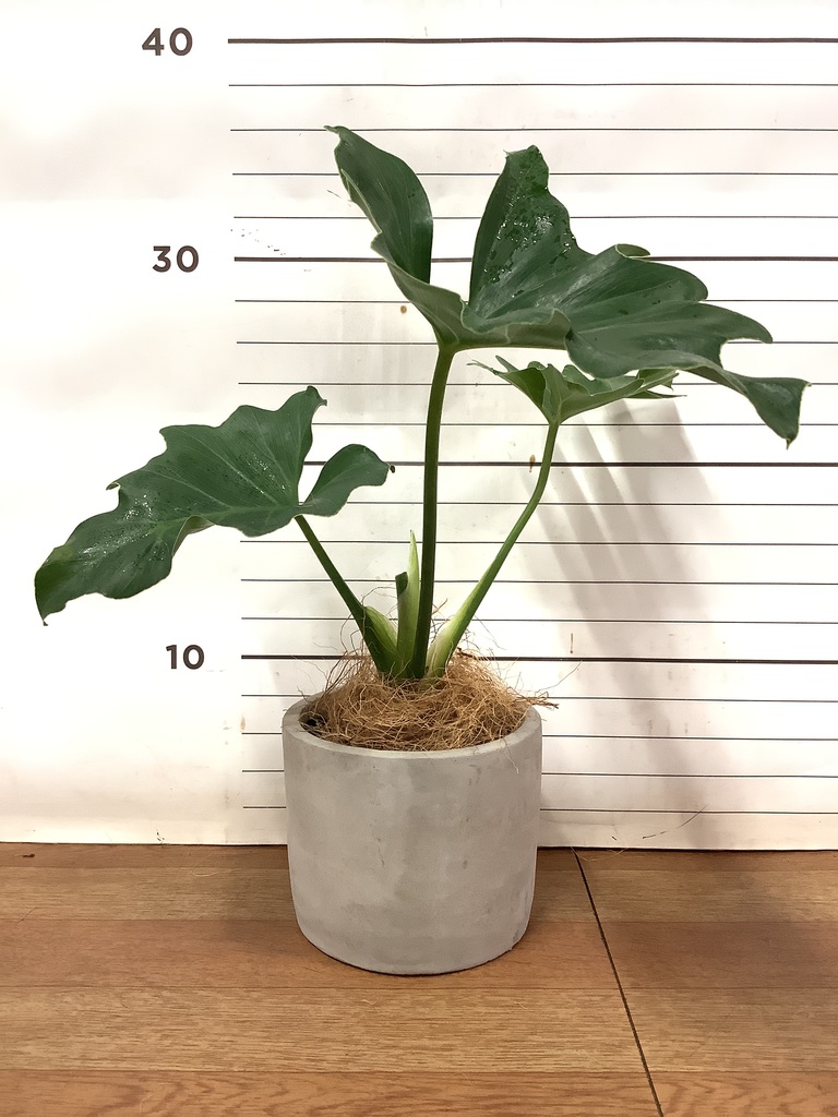 観葉植物 フィロデンドロン 3号 セローム ヒトデカズラ ベラ S