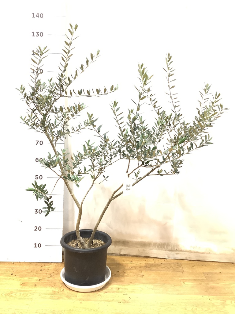 観葉植物 オリーブの木 8号 マンザニロ シグマ 角柱プランター