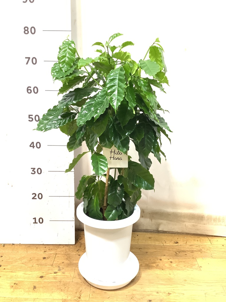 観葉植物 コーヒーの木 7号 プラスチック鉢 | 観葉植物なら