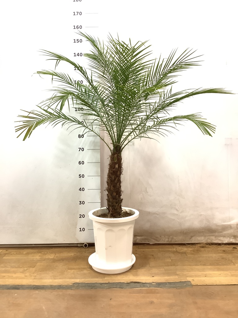 観葉植物 フェニックスロベレニー 10号 プラスチック鉢 | 観葉