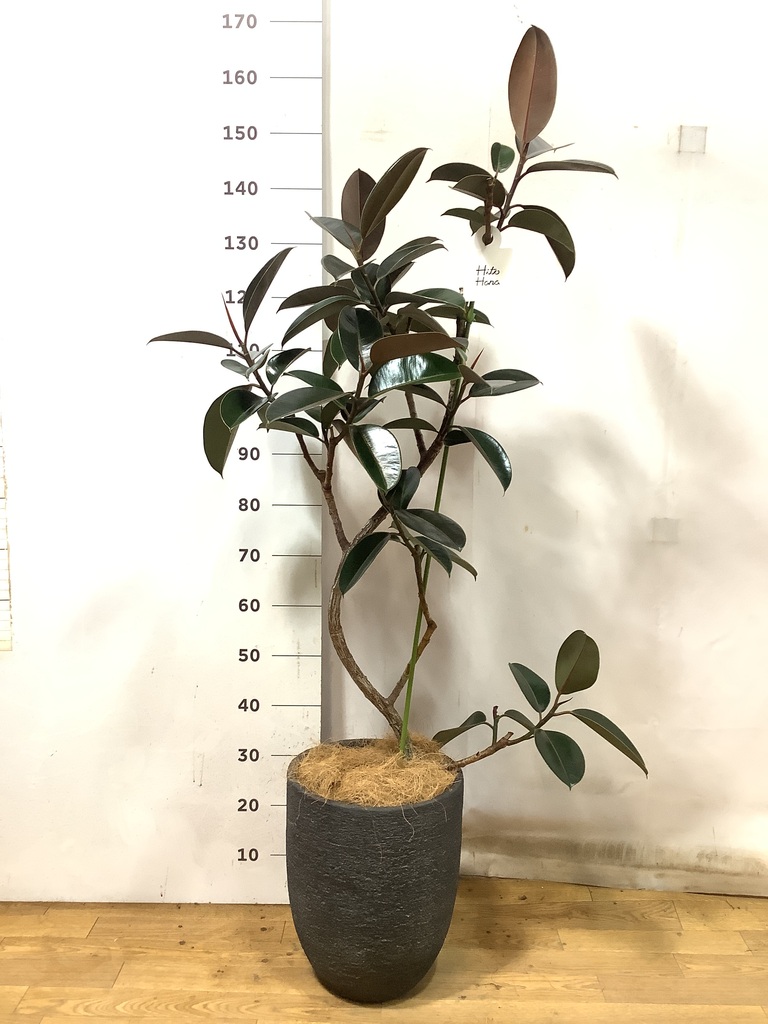 フィカス　バーガンディ　主枝２本＋1本で構成　葉がピカピカ　9号鉢 フィカス バーガンディ 主枝2本＋1本で構成 葉がピカピカ 9号鉢