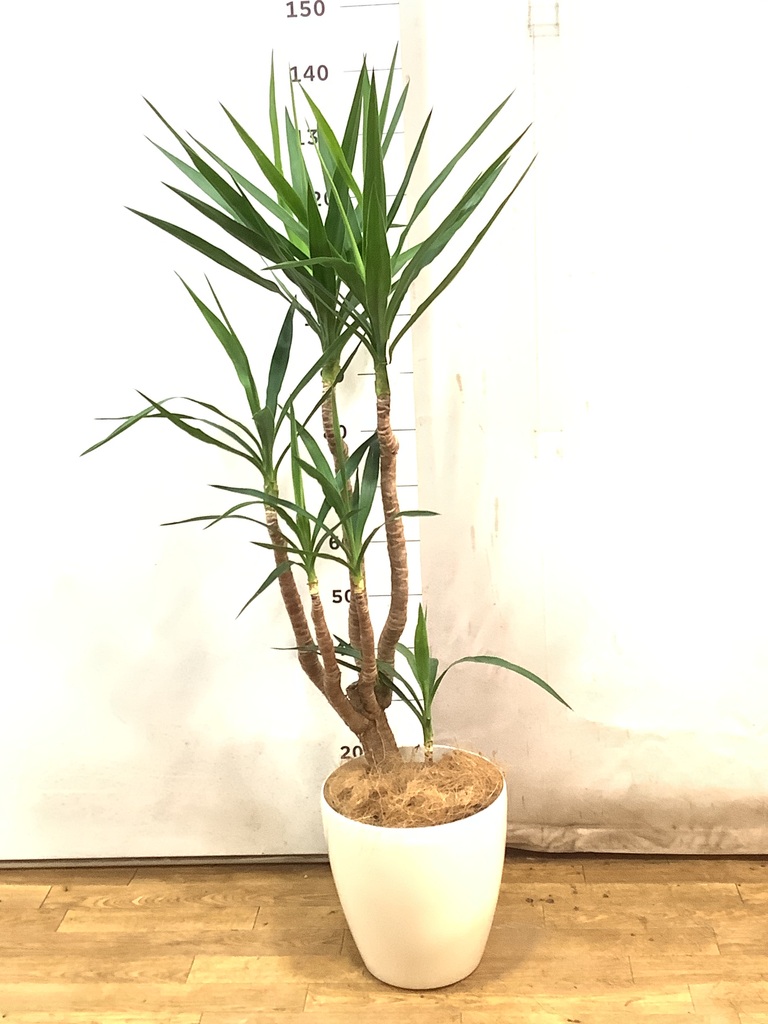 観葉植物 ユッカ 8号 曲り ラスターポット 付き | 観葉植物なら
