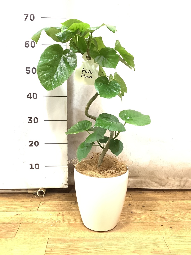 フィカス ウンベラータ 曲がり | 観葉植物通販 HitoHana（ひとはな）