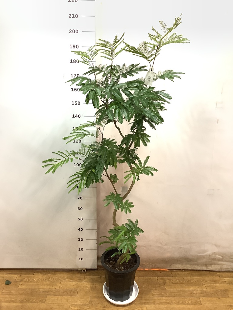 ★エバーフレッシュ★ 太木　葉たくさん　バランス良い　おすすめ　高さ110cm ☆エバーフレッシュ☆ 太木 葉たくさん バランス良い おすすめ