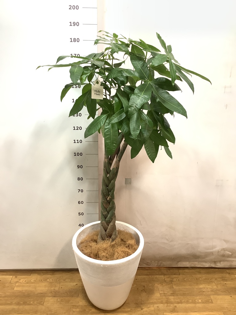 パキラ | 観葉植物の通販ならHitoHana（ひとはな）