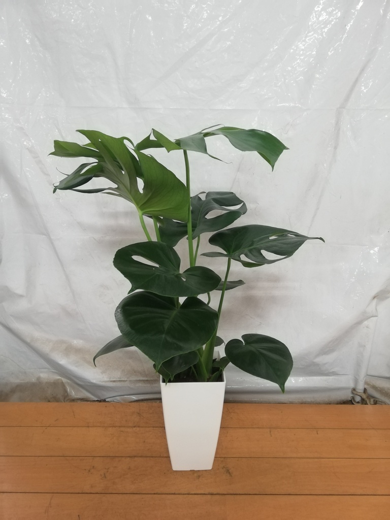 観葉植物 モンステラ 6号 ボサ造り プラスチック鉢 | 観葉植物なら