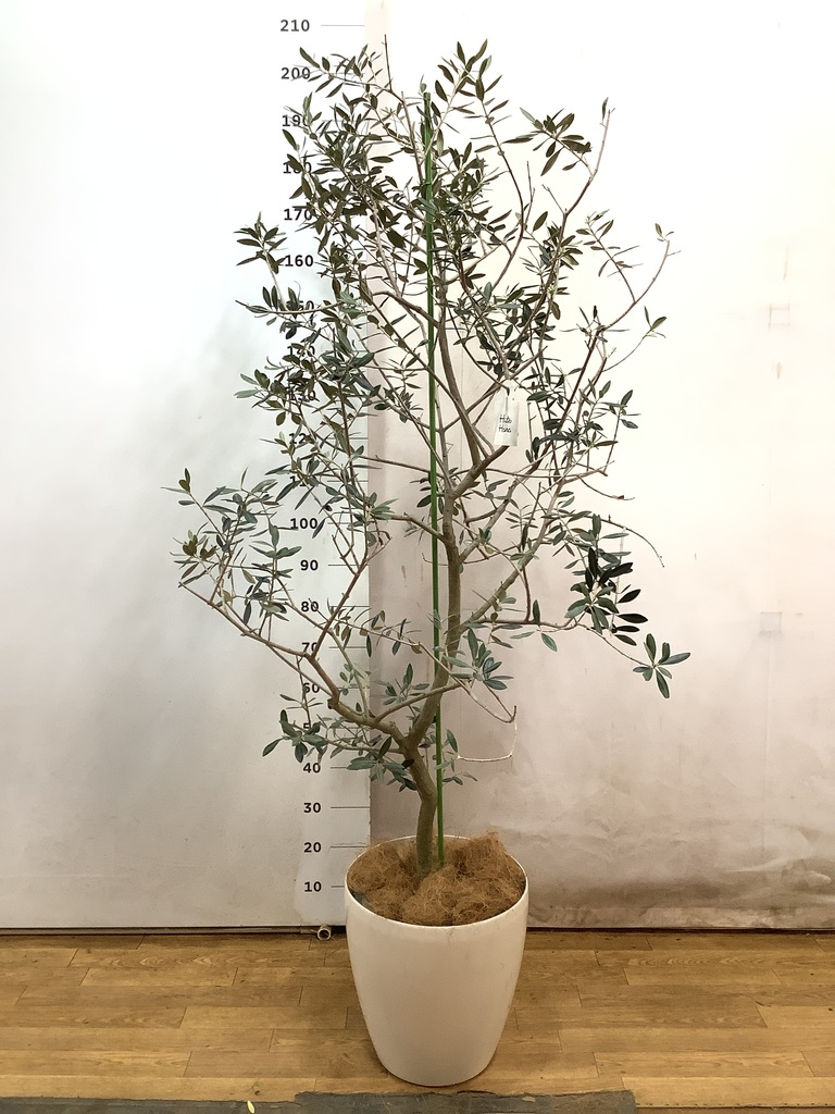 観葉植物 オリーブの木 10号 レッチーノ プラスチック鉢 / 小倉園