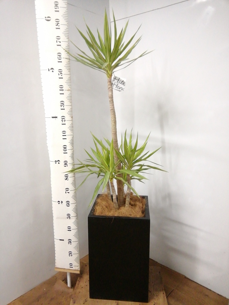 観葉植物 ユッカ 10号 斑入り セドナロング 墨 付き | 観葉植物なら