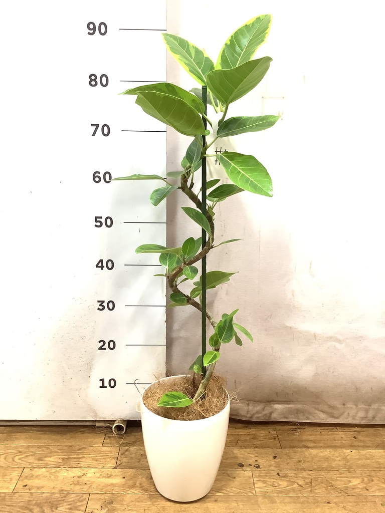 観葉植物 フィカス アルテシーマ 5号 曲り プラスチック鉢 | 観葉植物