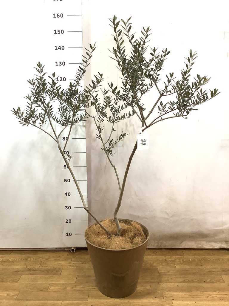 観葉植物 オリーブ 8号 マンザニロ プラスチック鉢 | 観葉植物なら 