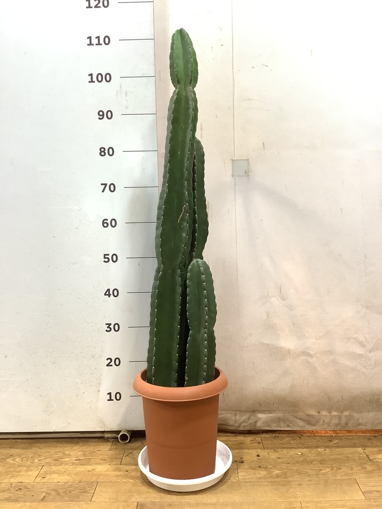 plants　サバティカル　マリポサ　L 即日発送 サバティカル マリポサ Lサイズ TC – aandfonlinestore
