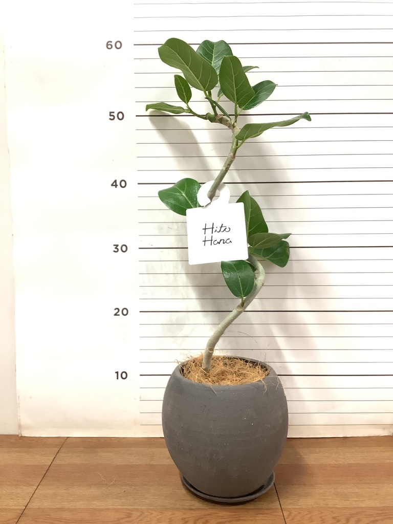 観葉植物 フィカス ベンガレンシス 4号 曲り エッジ ボール ブラック