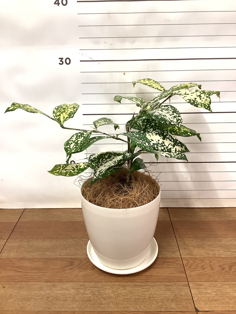観葉植物 ドラセナ ゴッドセフィアーナ 4号 ピエドロベージュ M
