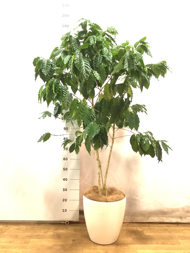 観葉植物 コーヒーの木 10号 LushBasket(ラッシュバスケット) 付き