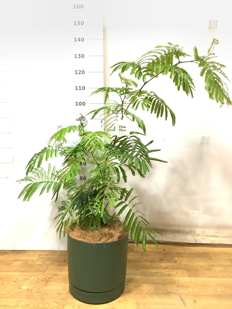 エバーフレッシュ 140cm 8号 観葉植物 エバーフレッシュ【140cm】エバーフレッシュ 8号