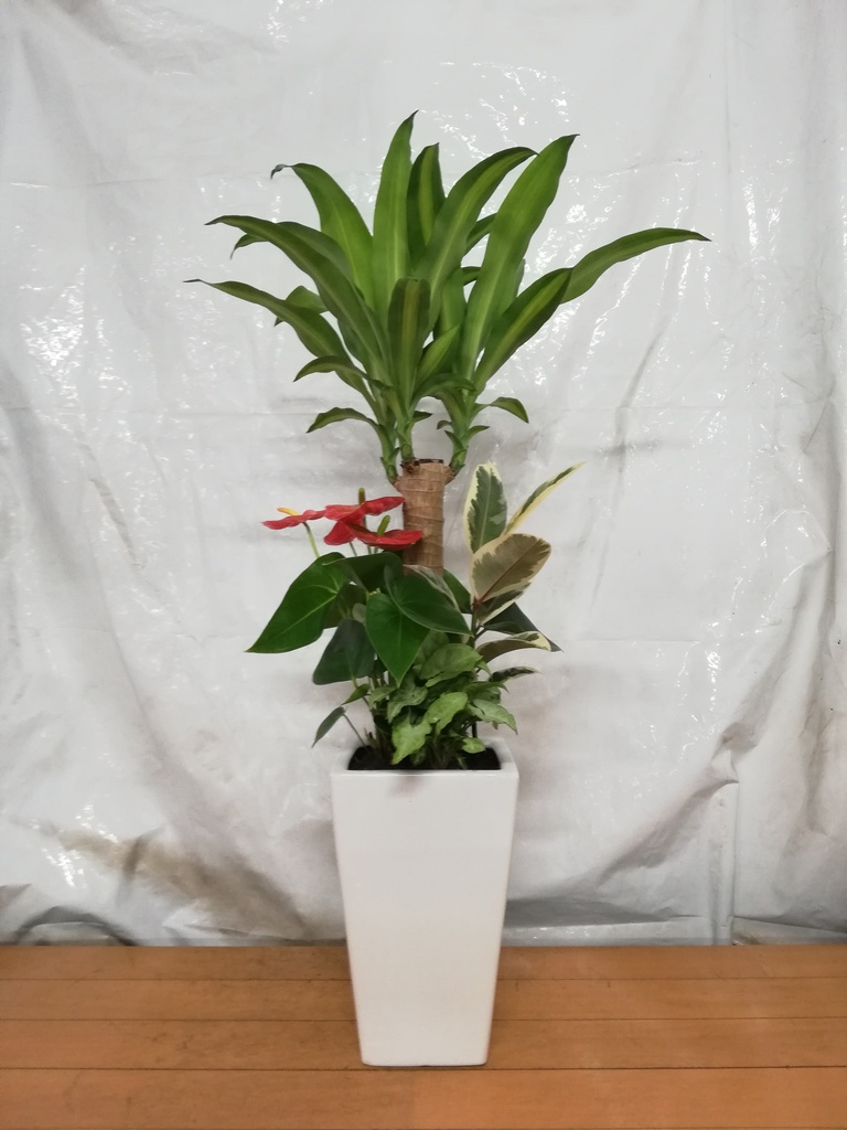 ドラセナ 幸福の木 7号 | 観葉植物 | インテリアやギフトに - Hitohana