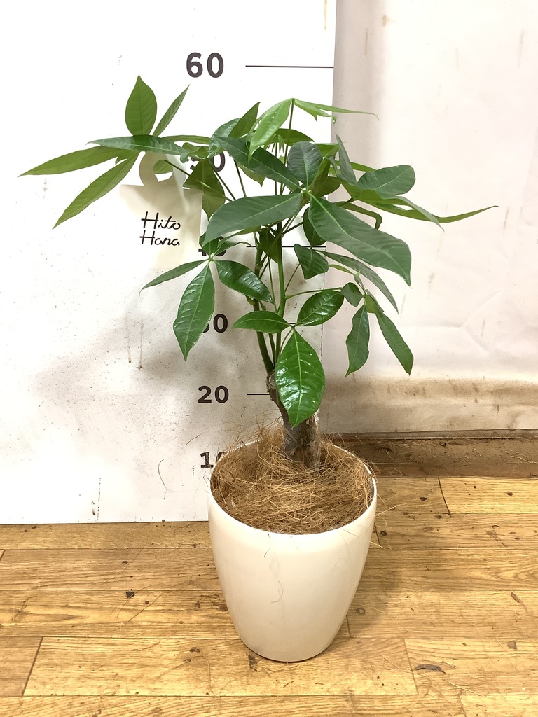 観葉植物 パキラ 5号 朴 ラスターポット 付き | 観葉植物なら