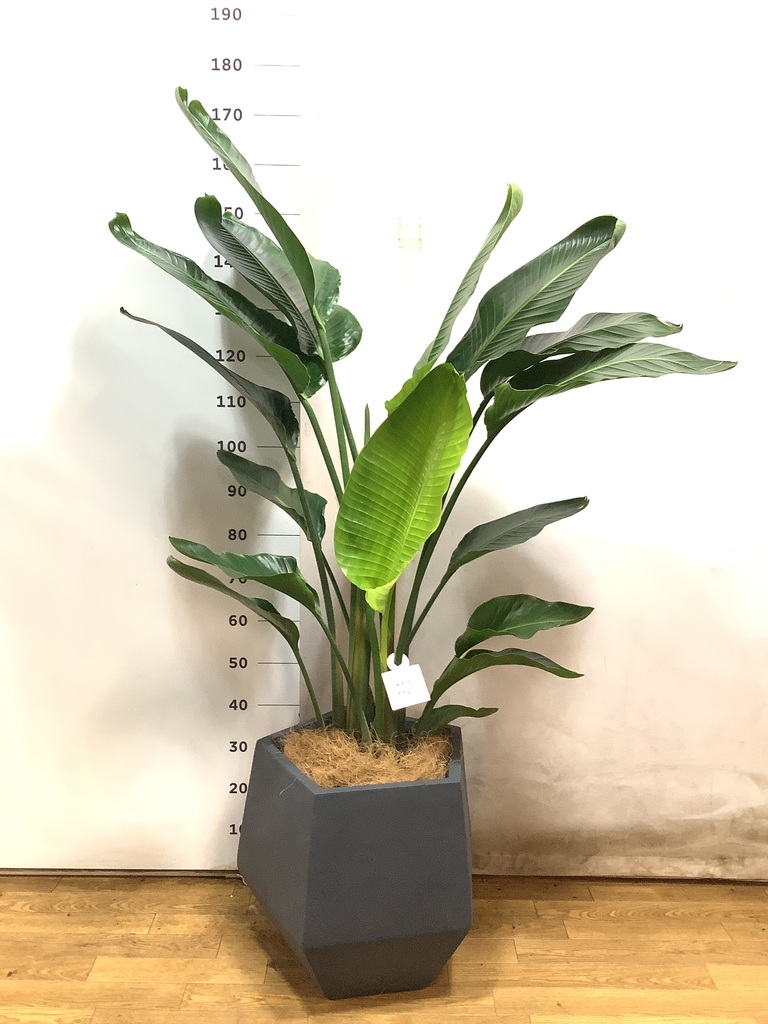 オーガスタ 1点もの（現品・現物） | 観葉植物通販HitoHana(ひと