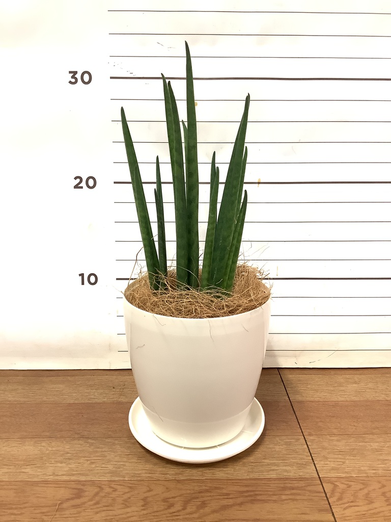 ご*ん様 ③ 【極上SSS級】 サンスベリア　タワー　斑入り　インドネシア輸入株 sansevieria-bacularis-44_1.jpg