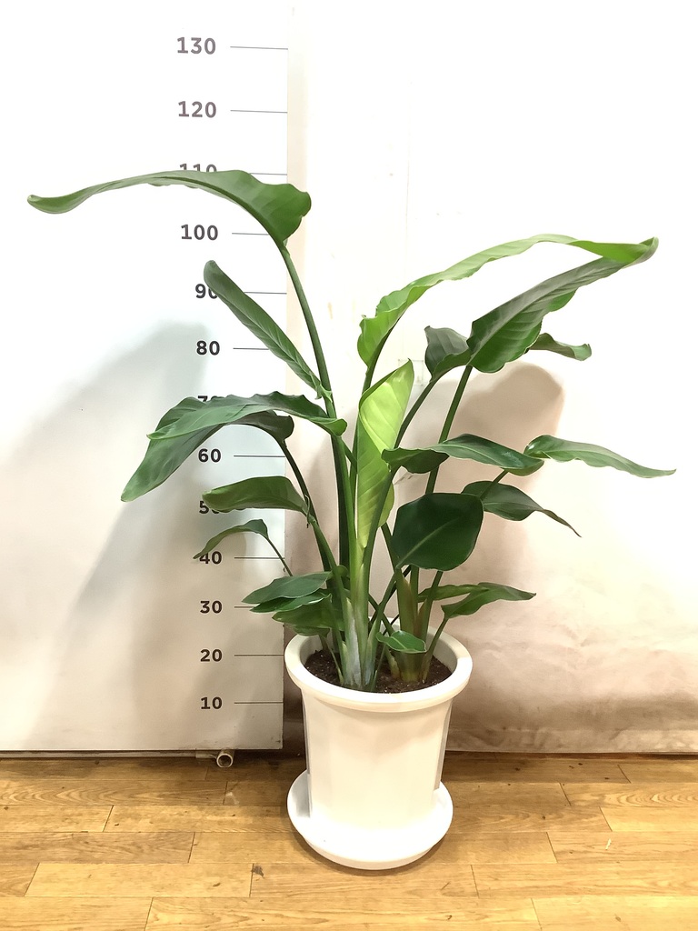 オーガスタ 1点もの（現品・現物） | 観葉植物通販HitoHana(ひと