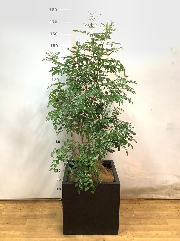 観葉植物 シマトネリコ 10号 ベータ キューブプランター 黒 付き