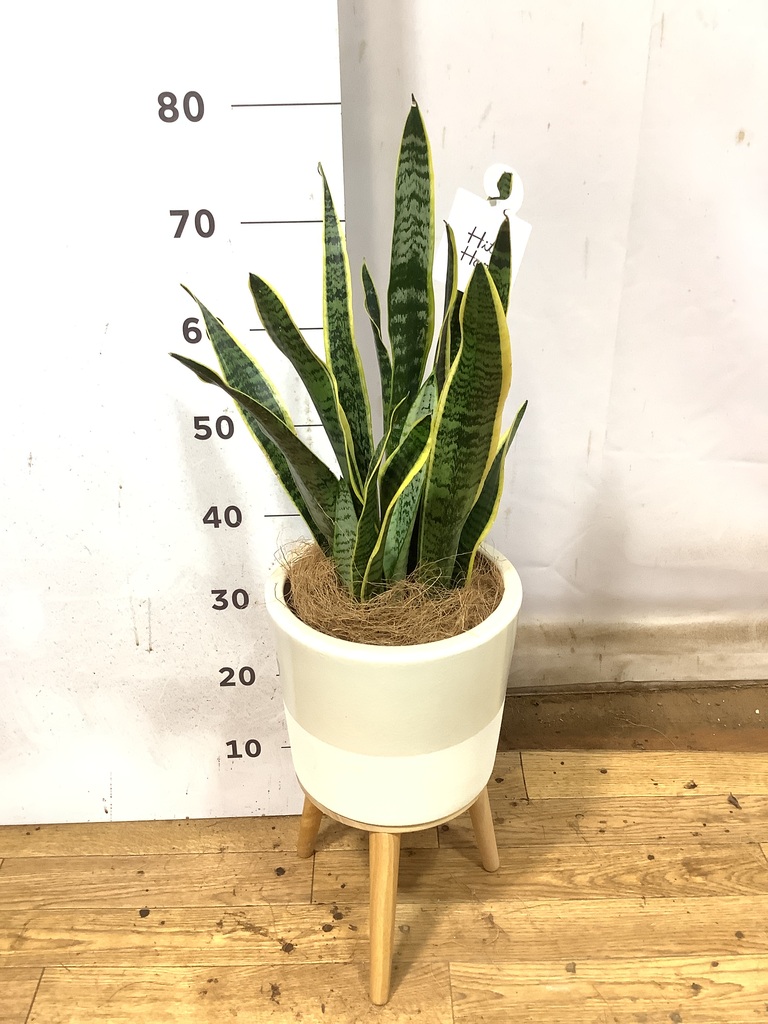 その他観葉植物 Nao nao (@na0_plants) • Instagram photos and videos