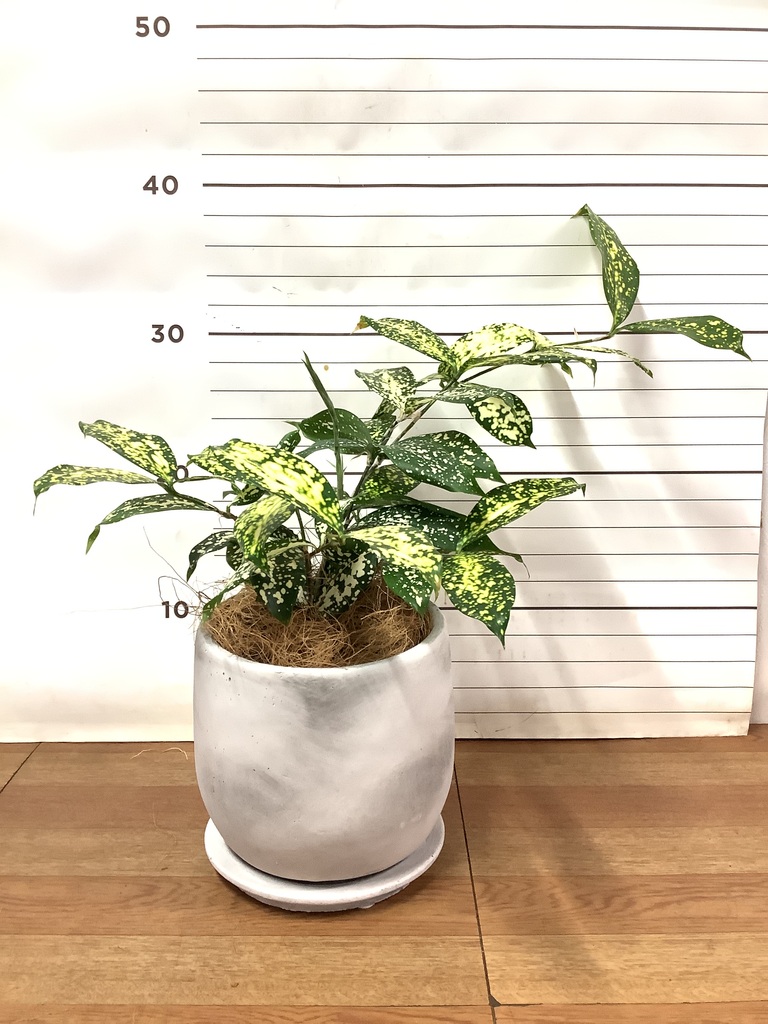 観葉植物 ドラセナ ゴッドセフィアーナ 4号 ルーツ 15 K